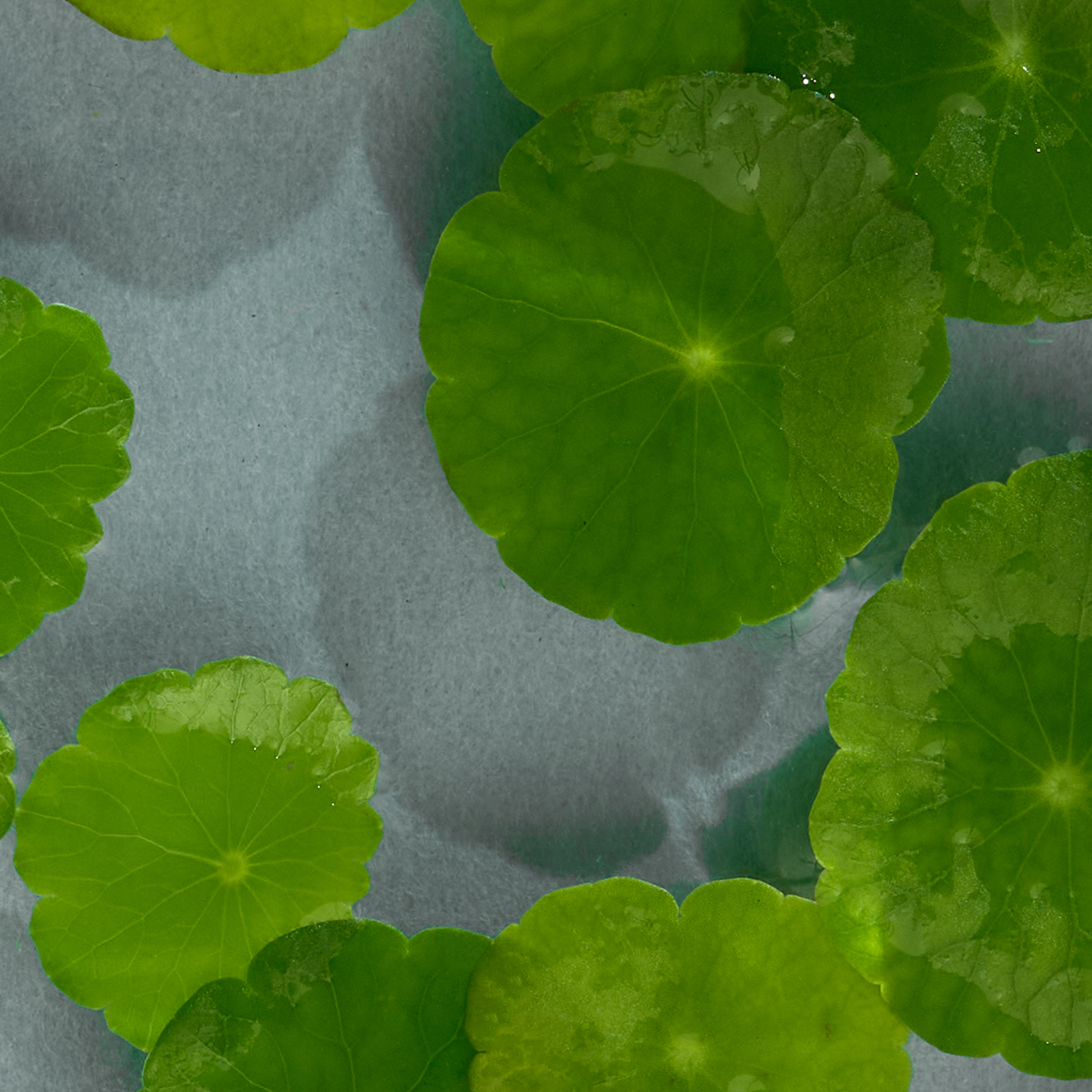Close-up of green leaves on a textured blue background
