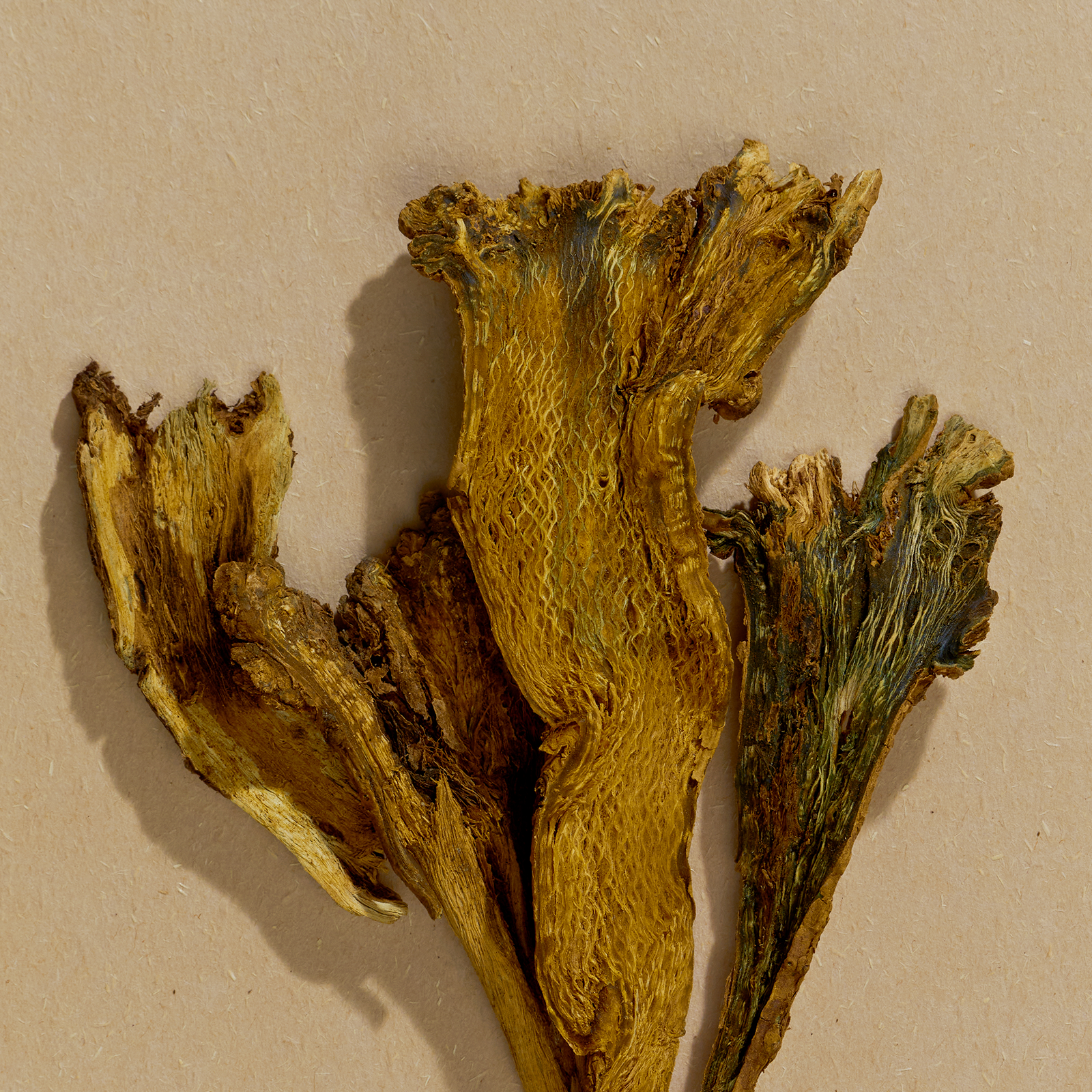 Dried plant specimen on a beige background