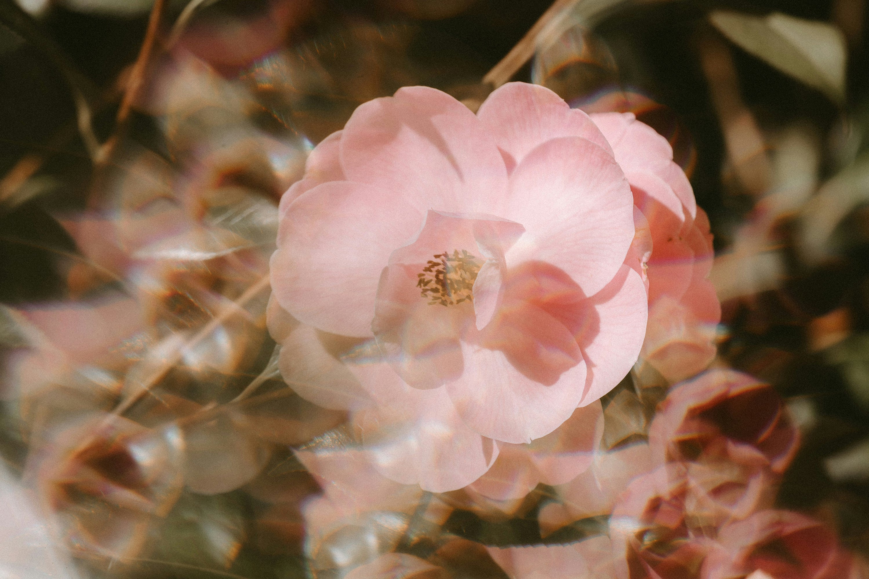 Close-up of a pink flower with a blurred background
