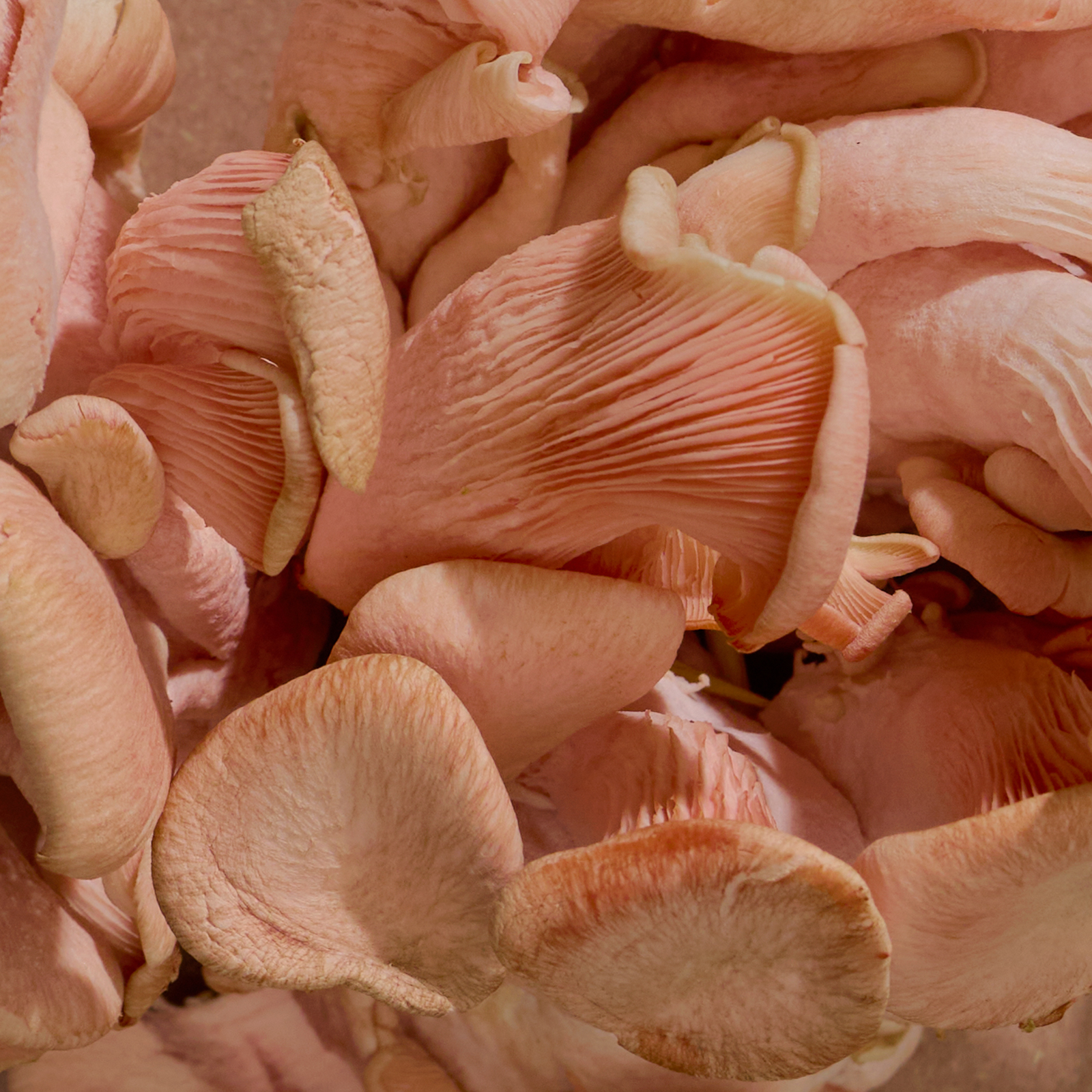 Close-up of pinkish-brown mushrooms with a soft focus background