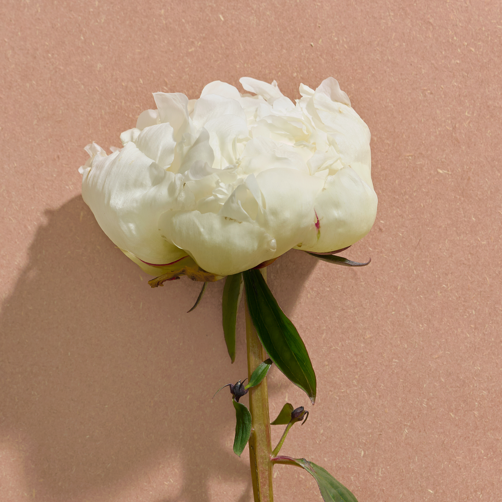 White peony flower on a beige background